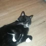 From Zero's - Steam avatar