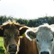 BadgerRat's Stream profile image