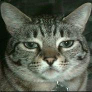 Lord Catz's Stream profile image