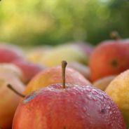 Phelim's Stream profile image