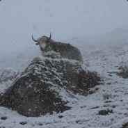 gaspar's Stream profile image