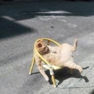 yam's Stream profile image