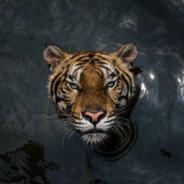 Dora's Stream profile image