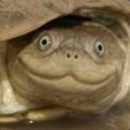 hobo on a stick's Stream profile image
