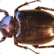 Achmatova's Stream profile image