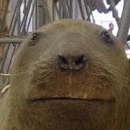 Siller's Stream profile image