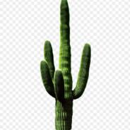 Cactus | Banu''s - Steam avatar