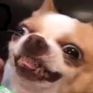 Bleurgh Jr's Stream profile image