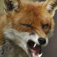 FFooXX's Stream profile image