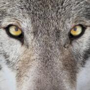 [NBR] SeaWolf's Stream profile image