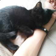 GEEKS's Stream profile image