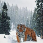 Taiga's Stream profile image