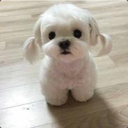 Crazysonny's Stream profile image