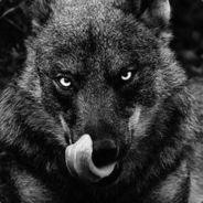 Myrmillo's Stream profile image