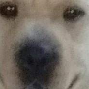 Framancco's Stream profile image