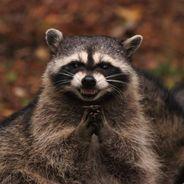 Rocket's Stream profile image