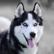 Van Andaime's Stream profile image