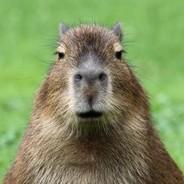 Kapie's Stream profile image