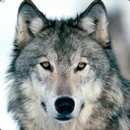The_Taunus's Stream profile image