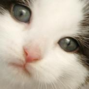 KALOS's Stream profile image