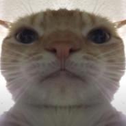 Traitrus's Stream profile image