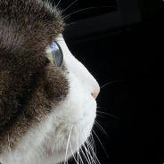 Shocktrein's Stream profile image