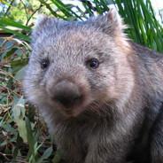 Waffles_The_Wombat's - Steam avatar