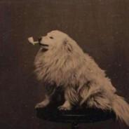 comet's Stream profile image