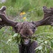 lecaribou's Stream profile image