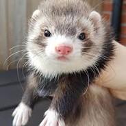 Felix's Stream profile image