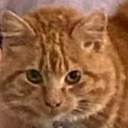chubbabun's Stream profile image