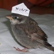 Hard Member's Stream profile image