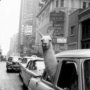 Salami's Stream profile image