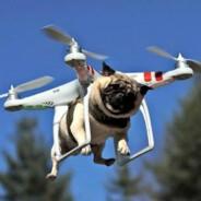 drone's - Steam avatar