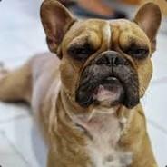 BrunoRibeiro's Stream profile image
