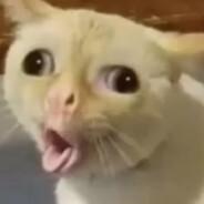engerbk's Stream profile image