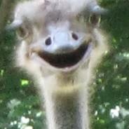 Kalmar99's Stream profile image