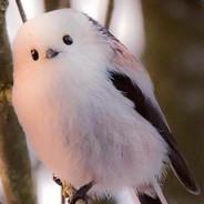 Pikakoka's Stream profile image