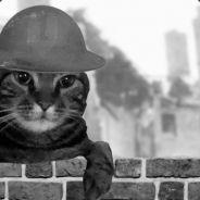 BruisertheCat's Stream profile image