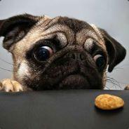 PUG's Stream profile image