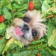 Lorazepam "Hogg Zogg" Salad Dog's Stream profile image
