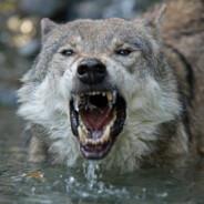 TheWhiteWolf's Stream profile image