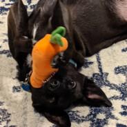 AlwaysTalkingAboutMyDog's - Steam avatar