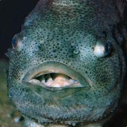 Lethargic Sea Hen's Stream profile image