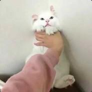 ChungCH1010's Stream profile image