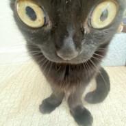 Mi_Cat's Stream profile image