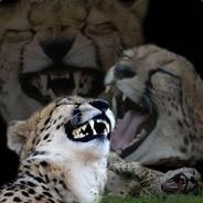 DarkArcher's Stream profile image