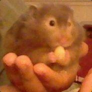 MajaRaccoon's Stream profile image