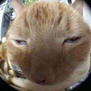 Atomicfox52's Stream profile image