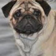 jan_pug's - Steam avatar